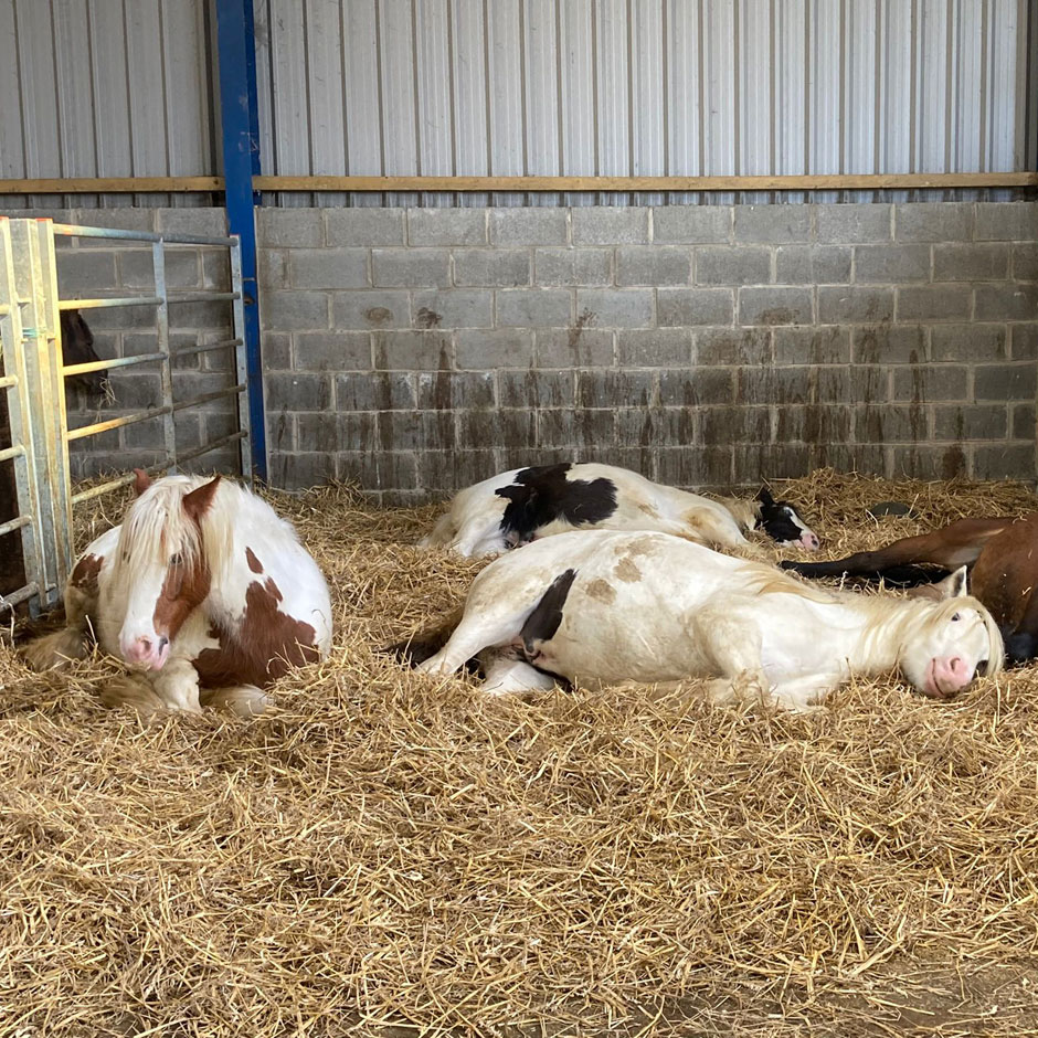 Horses Laying in Stable